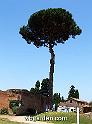 wbgarden roma pines 092